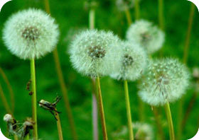 Dandelion Seeds