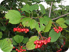 Highbush Cranberries