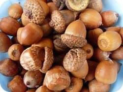 Acorns