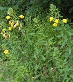 Evening Primrose