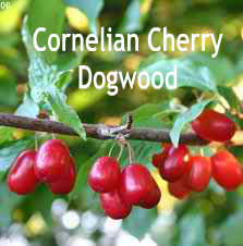 Cornelian Cherry Dogwood