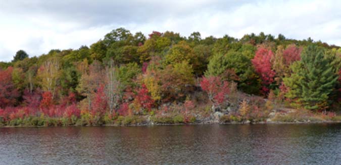 autumn-foraging