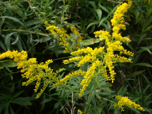 Roots are a great source of inulin. 