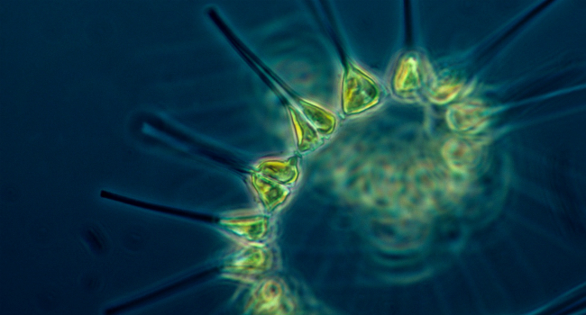 phytoplankton