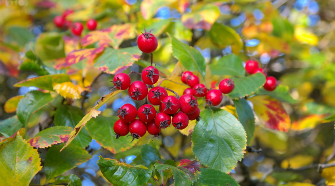 Hawthorn Shrub