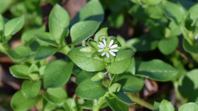 Chickweed