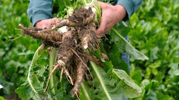 [Image: root-harvesting.jpg]