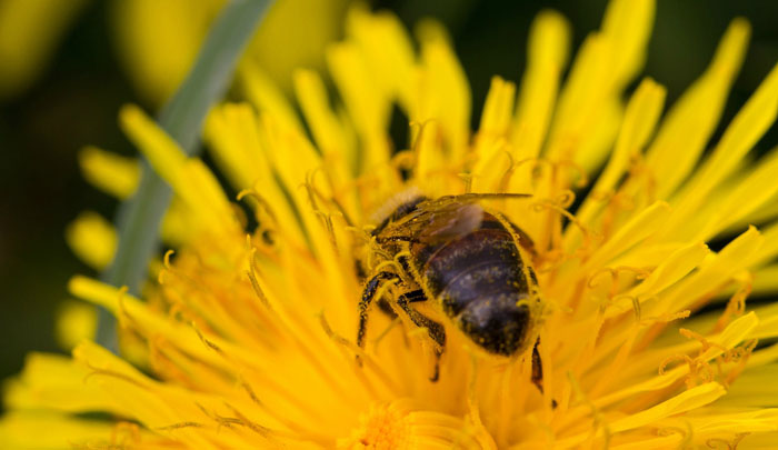 Pollinator Wild Plants