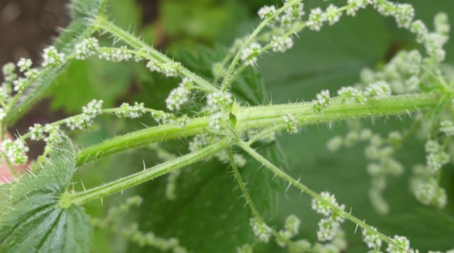 Stinging Nettle: Wild Plant as Food and Natural Remedy