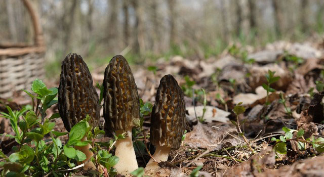 Spring Mushroom Foraging