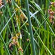 Soft Stem Bulrush