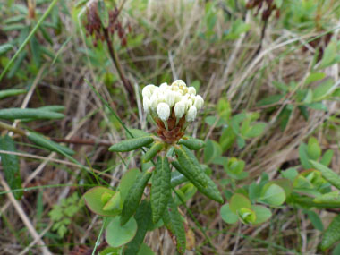 Labrador tea budding flower