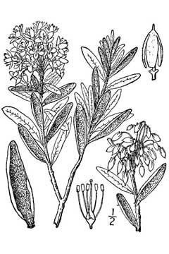 Labrador tea drawing