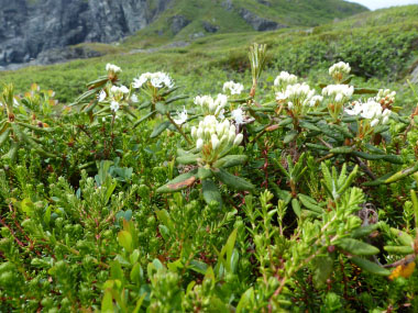 Labrador tea field