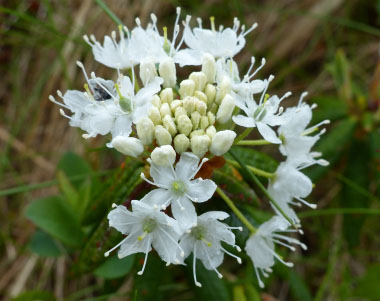 Labrador tea flower in bloom