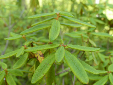 Labrador tea leaves side view