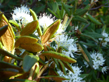 Labrador tea leaves underside