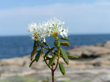 Labrador tea plant