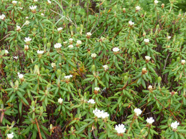 Labrador tea plants