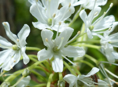 labrador tea flower very close up