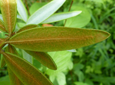 labrador tea very close up leaf