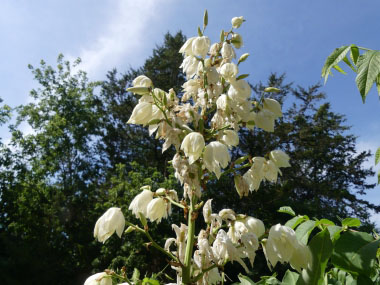 adams needle flowers