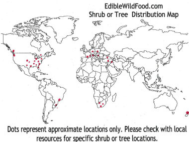yucca filamentosa distribution map