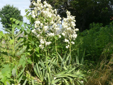 yucca filamentosa shrub