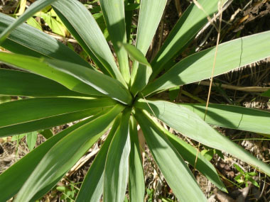 yucca filamentosa