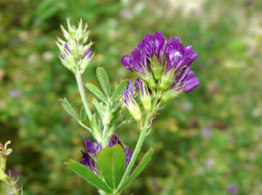 alfalfa flower