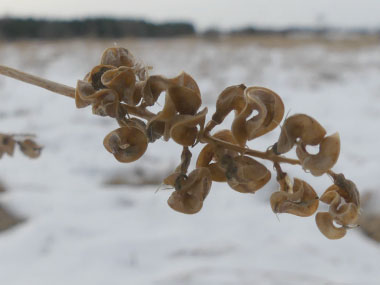 alfalfa in winter