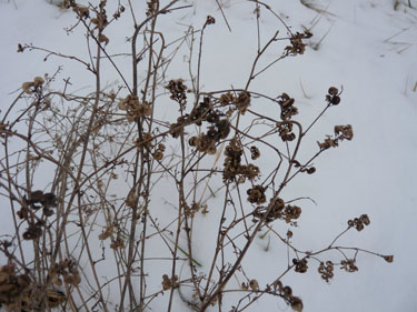 alfalfa winter 1