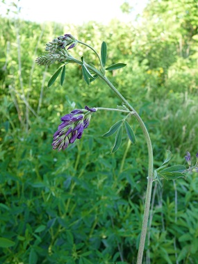 Alfalfa Pictures Flowers Leaves Identification Medicago Sativa