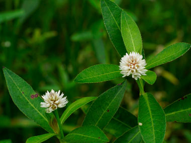 Alternanthera philoxeroides