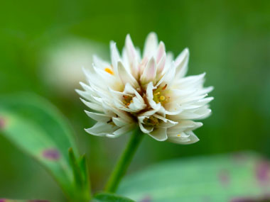 alligator weed flower