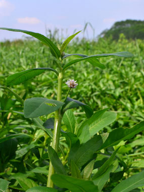 alligator weed plant