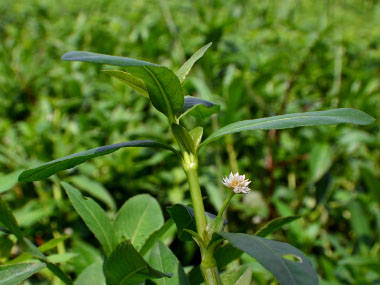 alligator weed