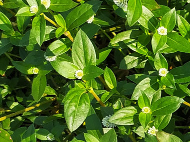 alligatorweed aquatic plant