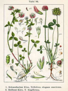 Trifolium alsike