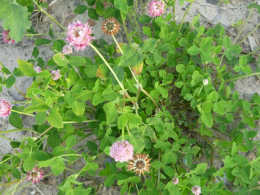 Trifolium hybridum