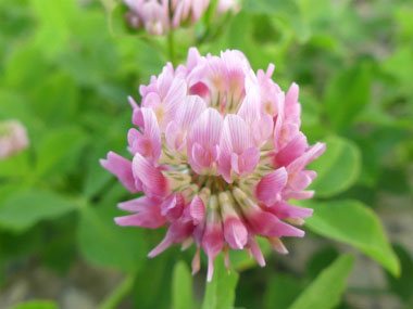 alsike clover flower