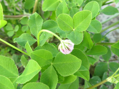 alsike clover leaves