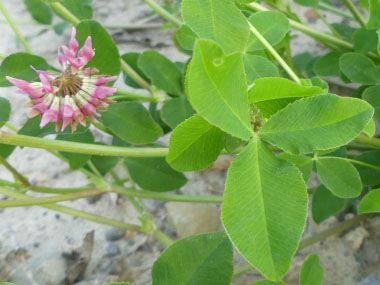 alsike clover plant