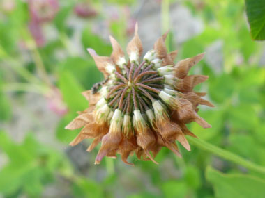 alsike clover seed