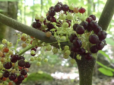 Aralia racemosa berries