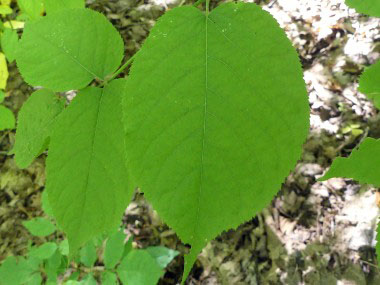 american spikenard leaf