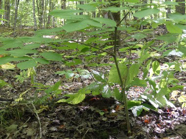 indian root plant