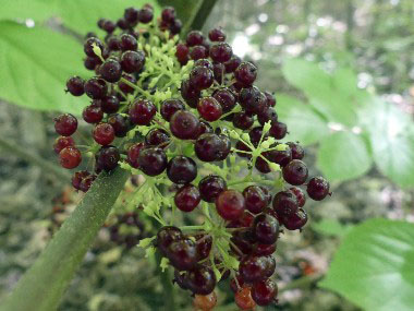 spikenard berries