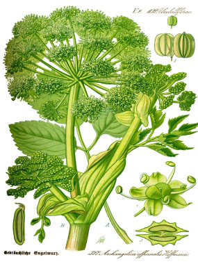 angelica botanical drawing