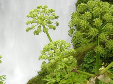 angelica flowers